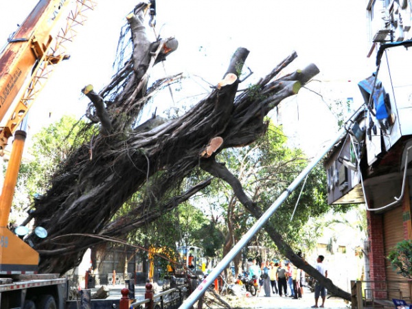 从前，学村有个地方叫石鼓路大榕树……今天大榕树搬家了！