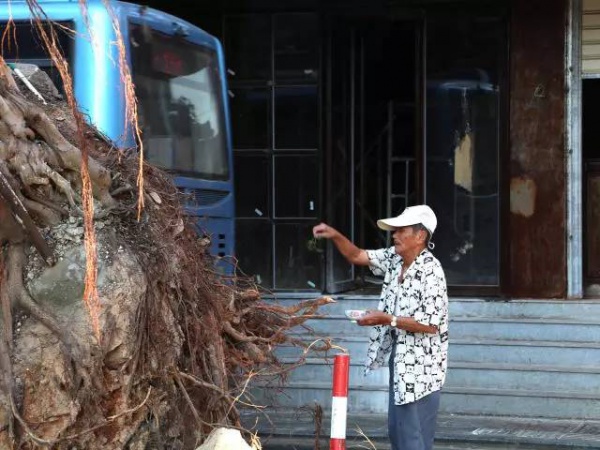 从前，学村有个地方叫石鼓路大榕树……今天大榕树搬家了！