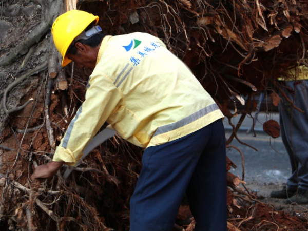 从前，学村有个地方叫石鼓路大榕树……今天大榕树搬家了！