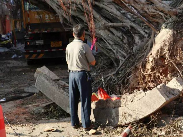 从前，学村有个地方叫石鼓路大榕树……今天大榕树搬家了！