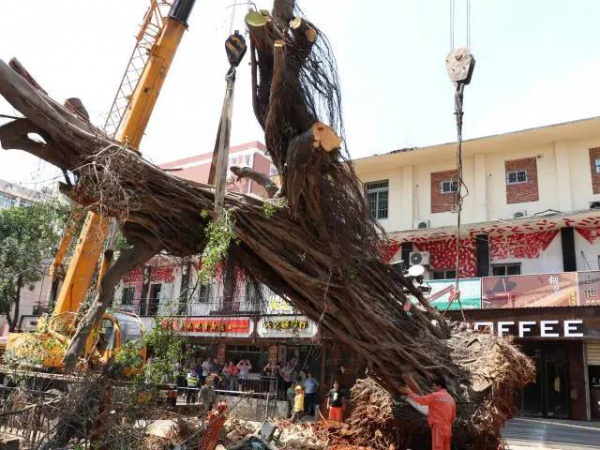 从前，学村有个地方叫石鼓路大榕树……今天大榕树搬家了！