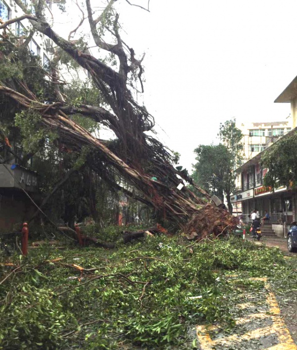 从前，学村有个地方叫石鼓路大榕树……今天大榕树搬家了！