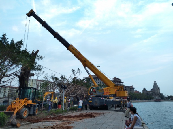 从前，学村有个地方叫石鼓路大榕树……今天大榕树搬家了！