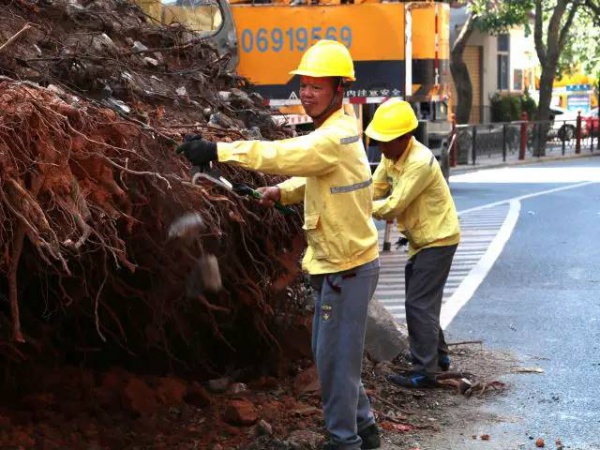 从前，学村有个地方叫石鼓路大榕树……今天大榕树搬家了！