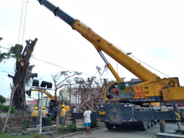 从前，学村有个地方叫石鼓路大榕树……今天大榕树搬家了！