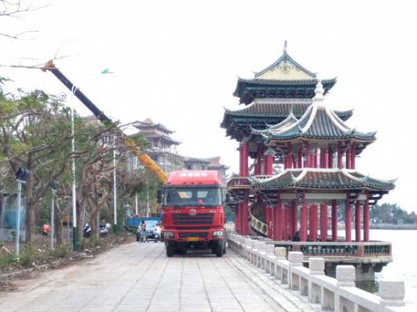 从前，学村有个地方叫石鼓路大榕树……今天大榕树搬家了！