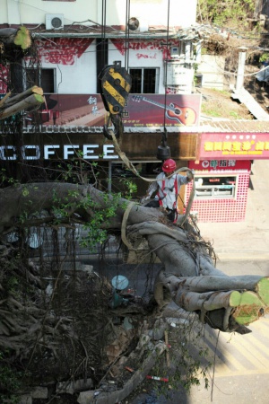 学村印象｜原来，石鼓路不仅有大榕树，还有个“小巴黎”……