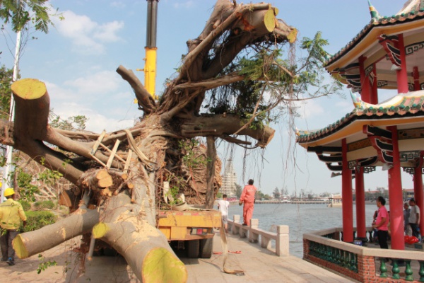 学村印象｜原来，石鼓路不仅有大榕树，还有个“小巴黎”……