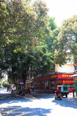 学村印象｜原来，石鼓路不仅有大榕树，还有个“小巴黎”……