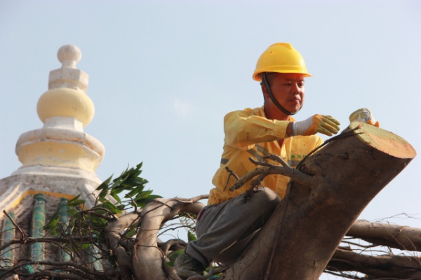 学村印象｜原来，石鼓路不仅有大榕树，还有个“小巴黎”……