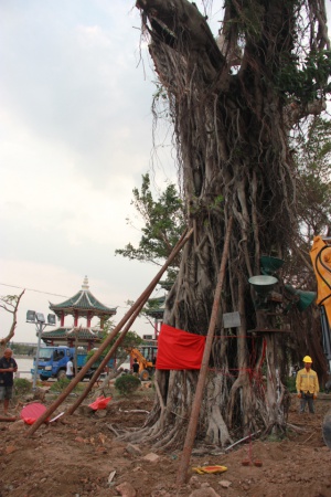 学村印象｜原来，石鼓路不仅有大榕树，还有个“小巴黎”……