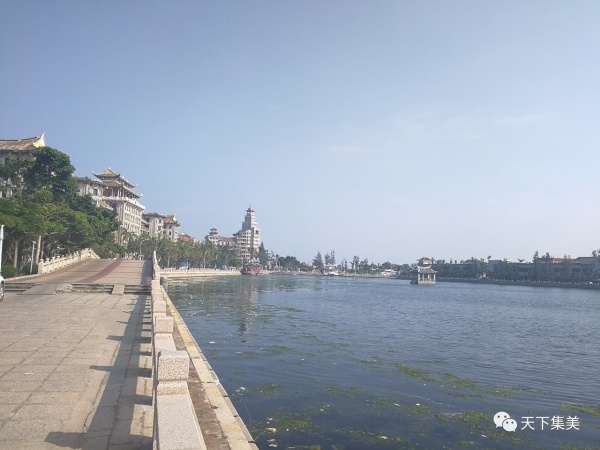 新年新感动：你我牵挂的石鼓路榕树爷爷发新芽！