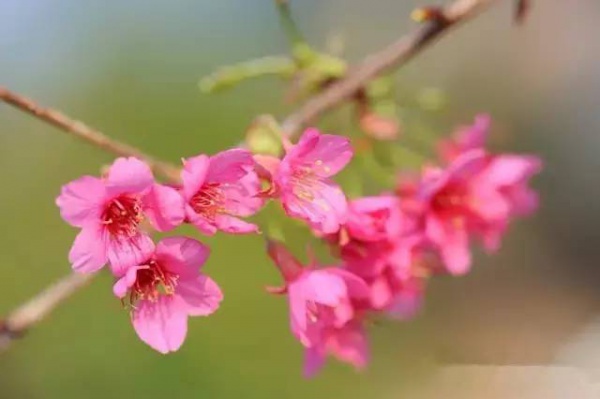 三月将至，花开当时，赏樱之行要提上日程了！
