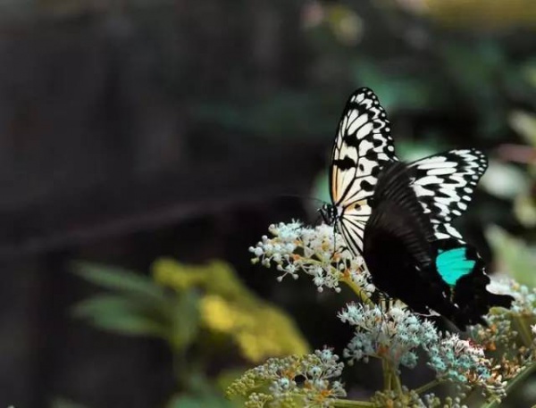 美貌直逼宏村婺源，厦门十大最美古村落静待你来~