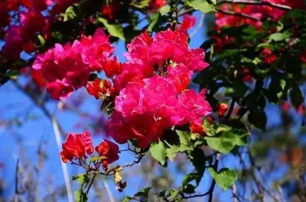 美貌直逼宏村婺源，厦门十大最美古村落静待你来~