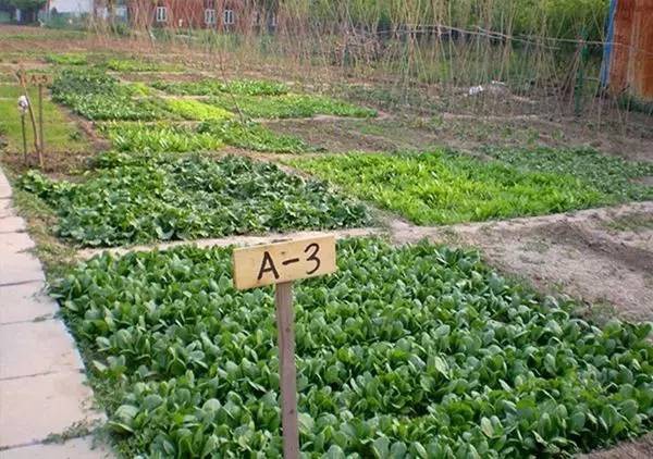 美貌直逼宏村婺源，厦门十大最美古村落静待你来~