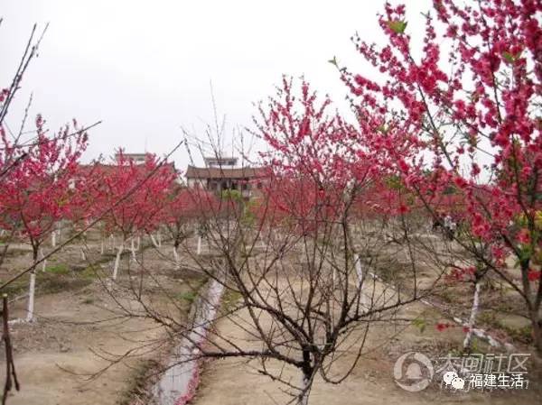 最美桃花季来啦！福建各地观赏攻略大集合，万花具备只欠迈腿