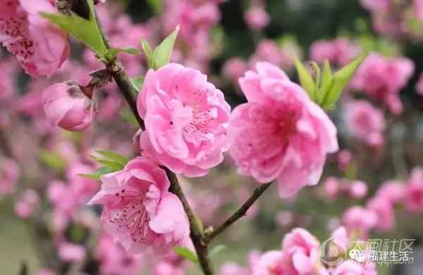 最美桃花季来啦！福建各地观赏攻略大集合，万花具备只欠迈腿