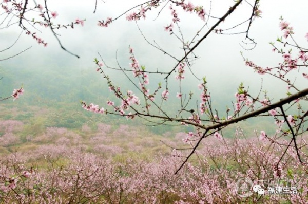 最美桃花季来啦！福建各地观赏攻略大集合，万花具备只欠迈腿