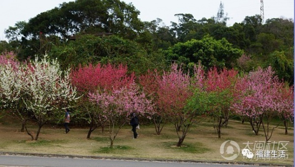 最美桃花季来啦！福建各地观赏攻略大集合，万花具备只欠迈腿