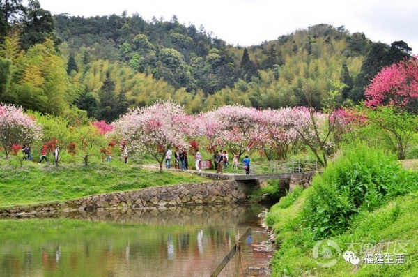 最美桃花季来啦！福建各地观赏攻略大集合，万花具备只欠迈腿