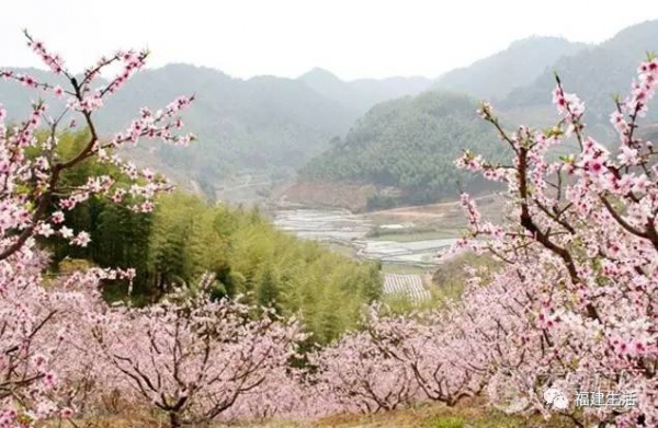 最美桃花季来啦！福建各地观赏攻略大集合，万花具备只欠迈腿