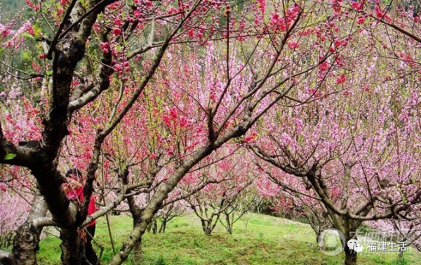 最美桃花季来啦！福建各地观赏攻略大集合，万花具备只欠迈腿