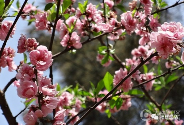 最美桃花季来啦！福建各地观赏攻略大集合，万花具备只欠迈腿