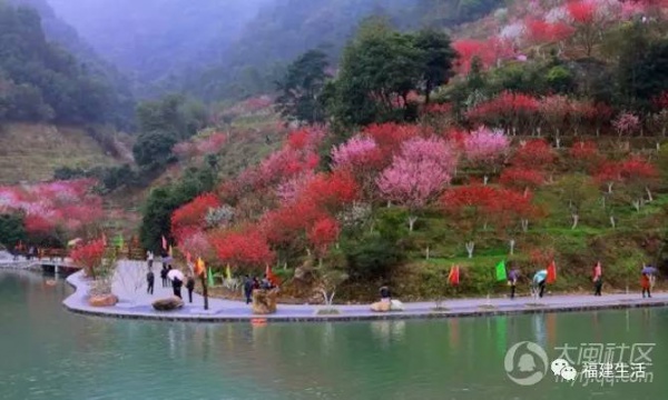 最美桃花季来啦！福建各地观赏攻略大集合，万花具备只欠迈腿