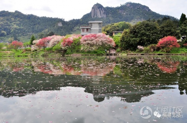 最美桃花季来啦！福建各地观赏攻略大集合，万花具备只欠迈腿