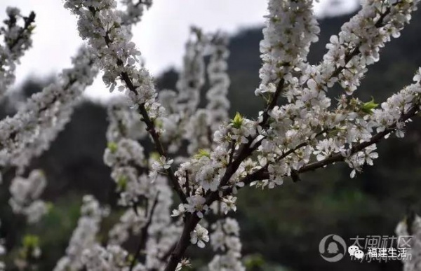 最美桃花季来啦！福建各地观赏攻略大集合，万花具备只欠迈腿