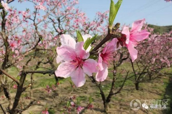 最美桃花季来啦！福建各地观赏攻略大集合，万花具备只欠迈腿