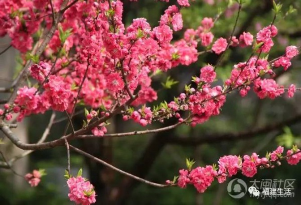 最美桃花季来啦！福建各地观赏攻略大集合，万花具备只欠迈腿