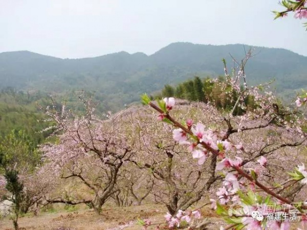 最美桃花季来啦！福建各地观赏攻略大集合，万花具备只欠迈腿