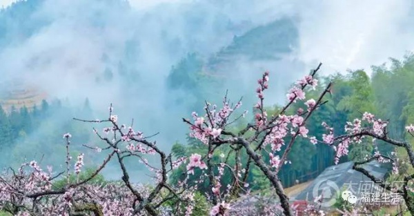 最美桃花季来啦！福建各地观赏攻略大集合，万花具备只欠迈腿