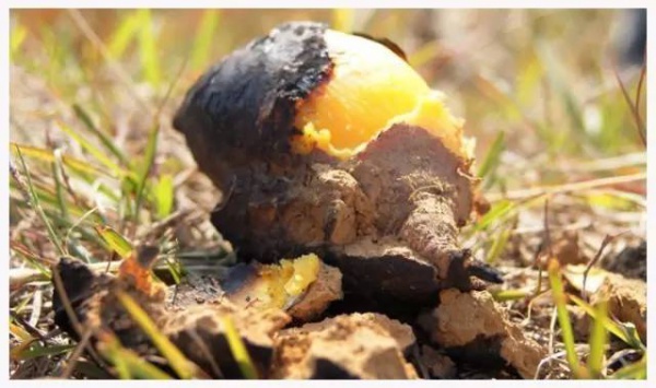 【￥78元】南安玫瑰小镇亲子自由行套票