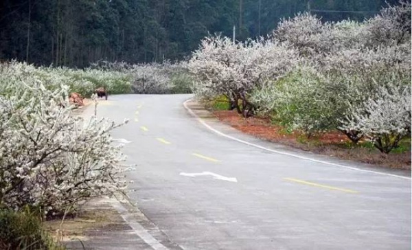 【￥99元|每周六发团】桃花岛-欣赏桃花李花；古山重-艳遇最美油菜花开1日游