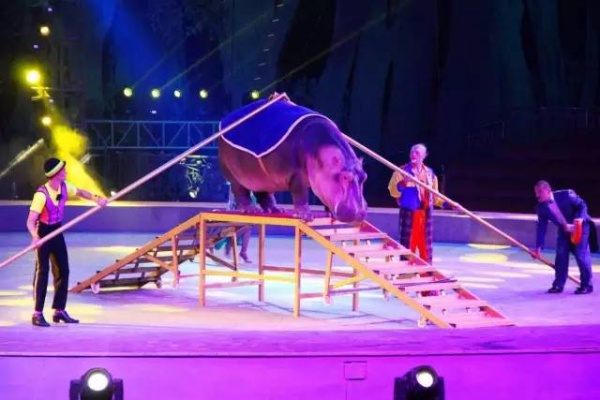 抢购198元|厦门灵玲国际马戏城畅玩通票：马戏表演+灵玲动物城