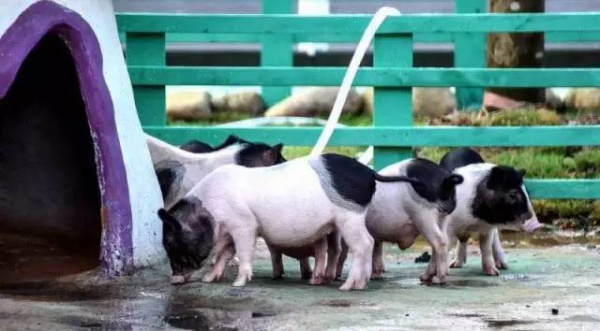 抢购198元|厦门灵玲国际马戏城畅玩通票：马戏表演+灵玲动物城