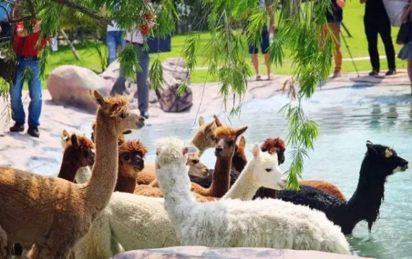 抢购198元|厦门灵玲国际马戏城畅玩通票：马戏表演+灵玲动物城