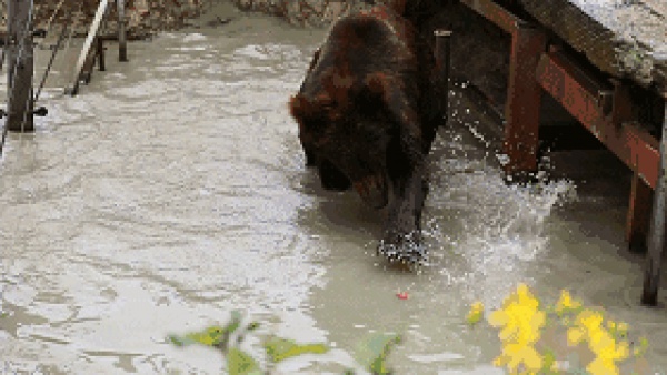 抢购198元|厦门灵玲国际马戏城畅玩通票：马戏表演+灵玲动物城
