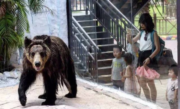 抢购198元|厦门灵玲国际马戏城畅玩通票：马戏表演+灵玲动物城