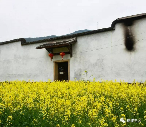 收藏！最新最全的福建油菜花地图就在这儿啦