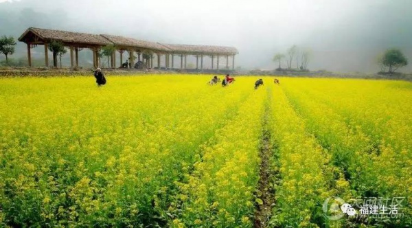 收藏！最新最全的福建油菜花地图就在这儿啦