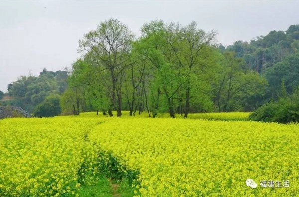 收藏！最新最全的福建油菜花地图就在这儿啦