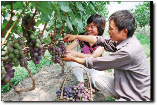 磊鑫缘休闲农庄_海沧磊鑫缘休闲农庄_磊鑫缘休闲农庄