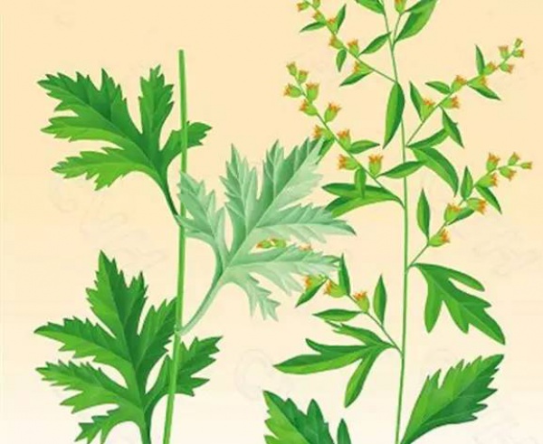 清明前后，这种叶子神通广大！三招用好了，胜过长跑三十年