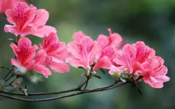 除了踏青与扫墓，关于清明节还有这些传统习俗不能忘！