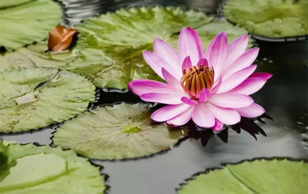 骄傲！杏林湾湿地公园再添“新名片”，厦门市唯一上榜，再过不久要惊艳登场！