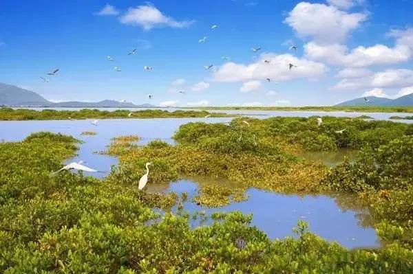 骄傲！杏林湾湿地公园再添“新名片”，厦门市唯一上榜，再过不久要惊艳登场！